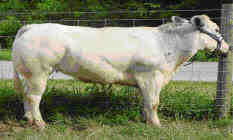 Lean beef cattle